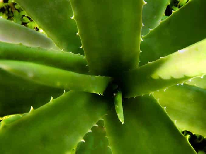 Aloe-Vera-Saft