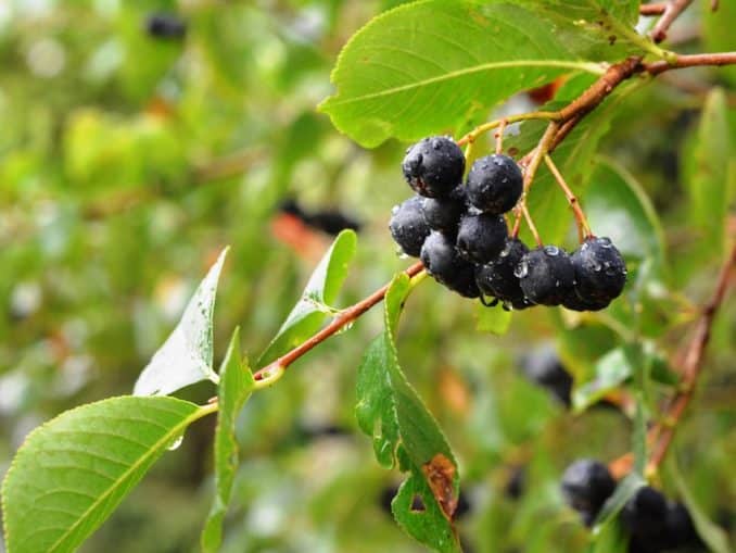Aronia Aroniasaft