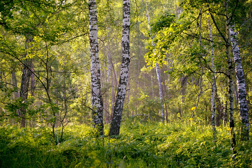 Birken Birkensaft Birkenwasser