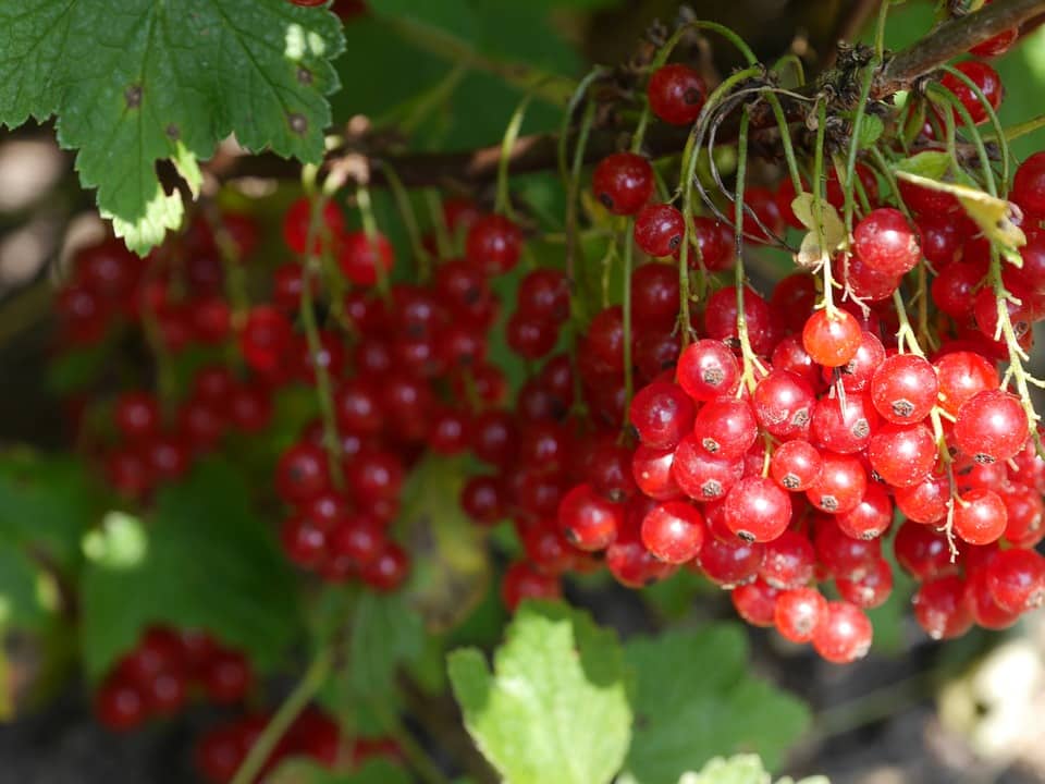 Cranberry Cranberrysaft